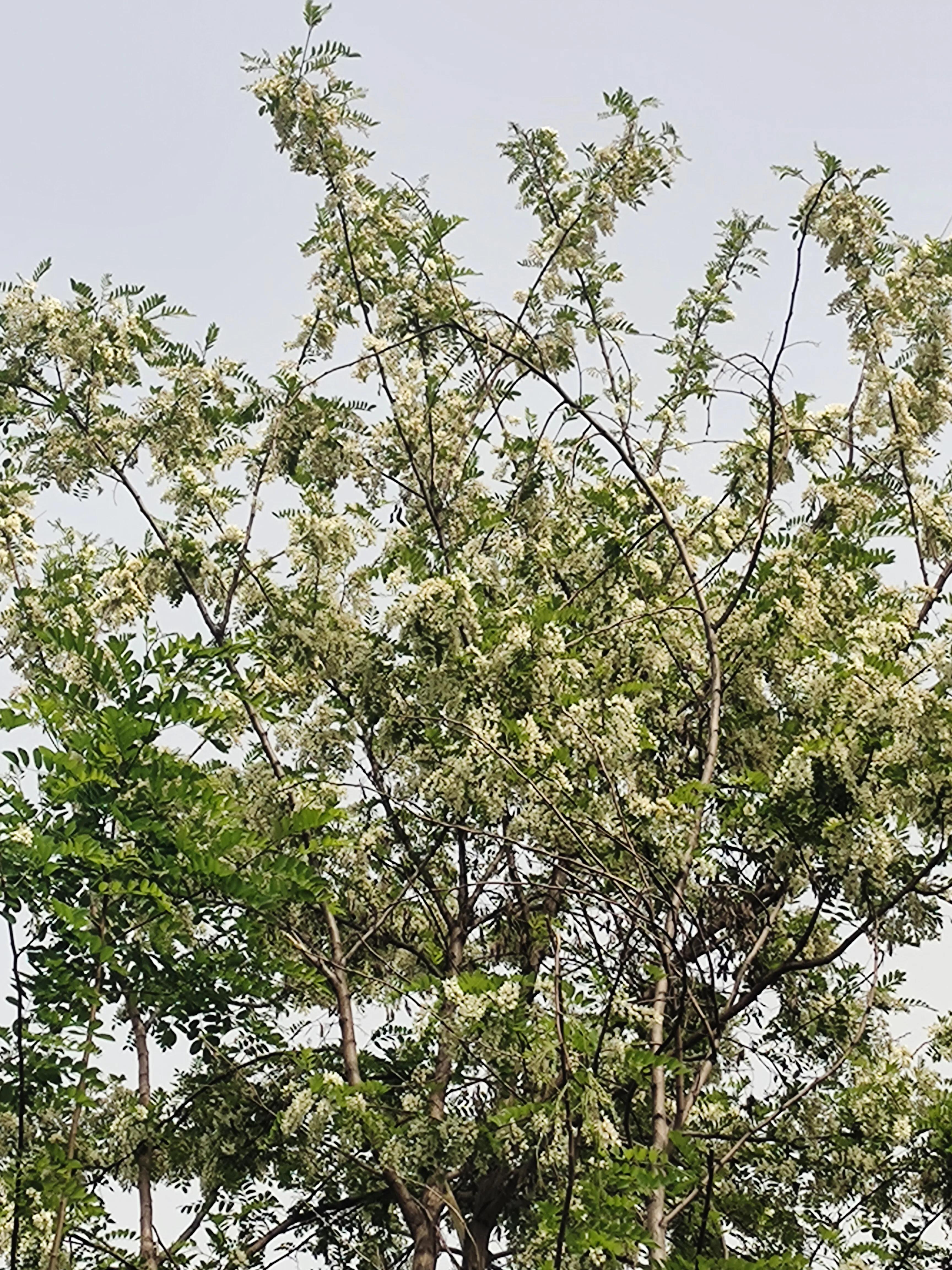 槐花怎么保存的时间长,槐花的正确保存方法槐花各种吃法