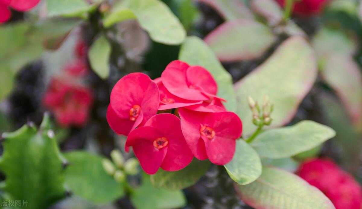 虎刺梅养护叶片黄,虎刺梅的养护视频