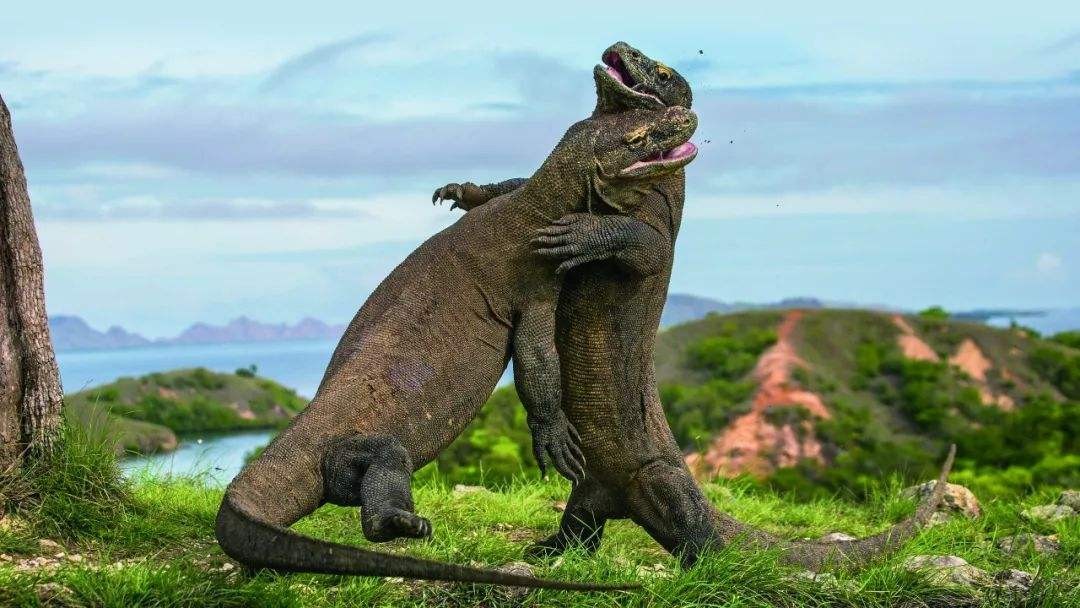 恐龙真的存在吗恐龙灭绝了没,细述45亿年前的恐龙灭绝全过程