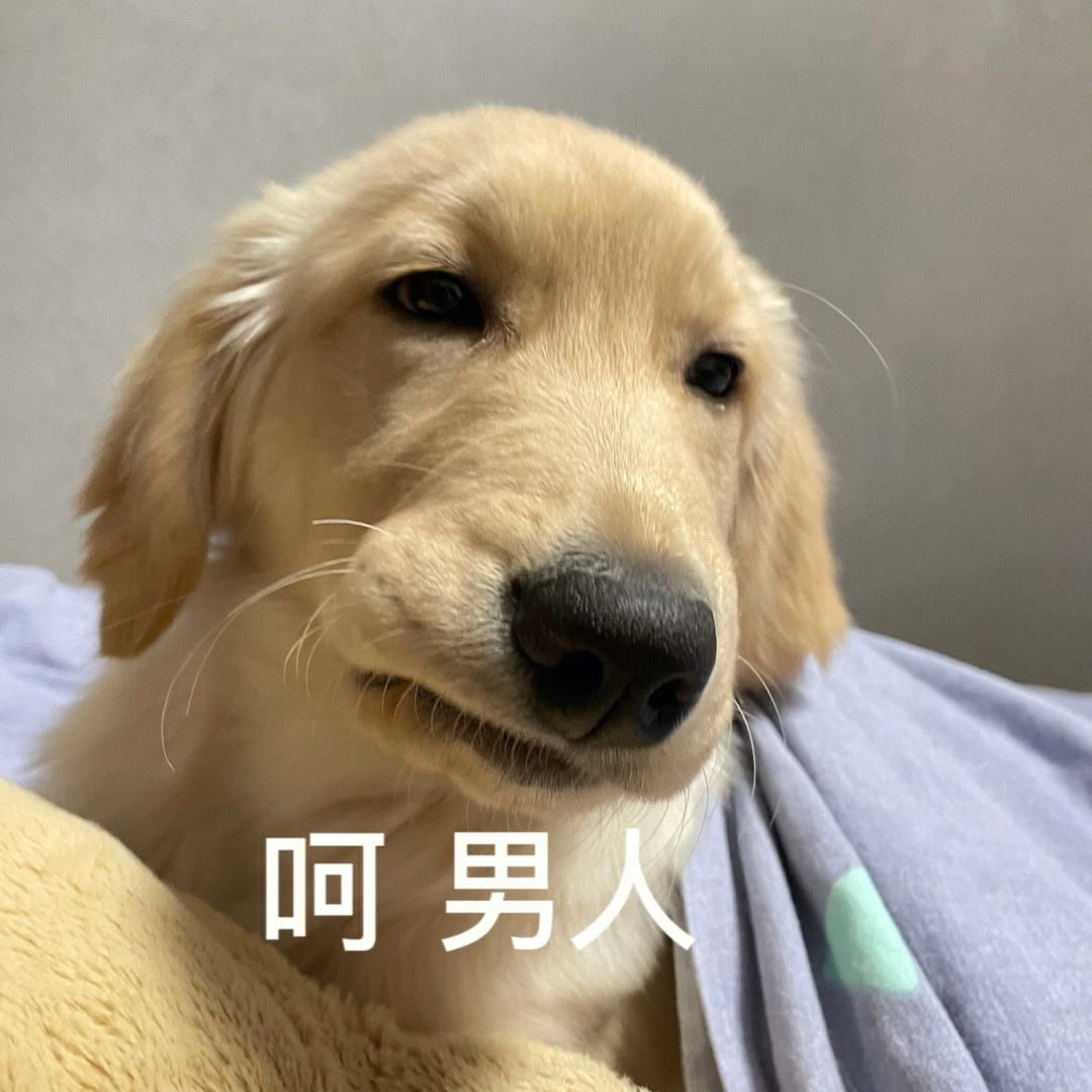 金毛好养还是拉布拉多好养,金毛好养还是柯基好养