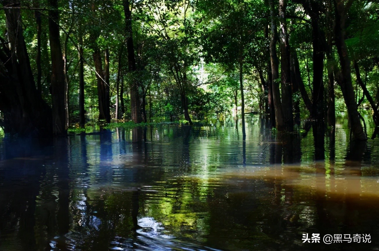 亚马逊雨林生存100天,亚马逊雨林生存楚河