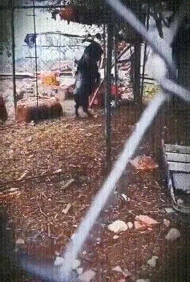 日本农场黑羊学人类行走，诱母鸡到屋内吃掉，羊真是魔鬼的化身？