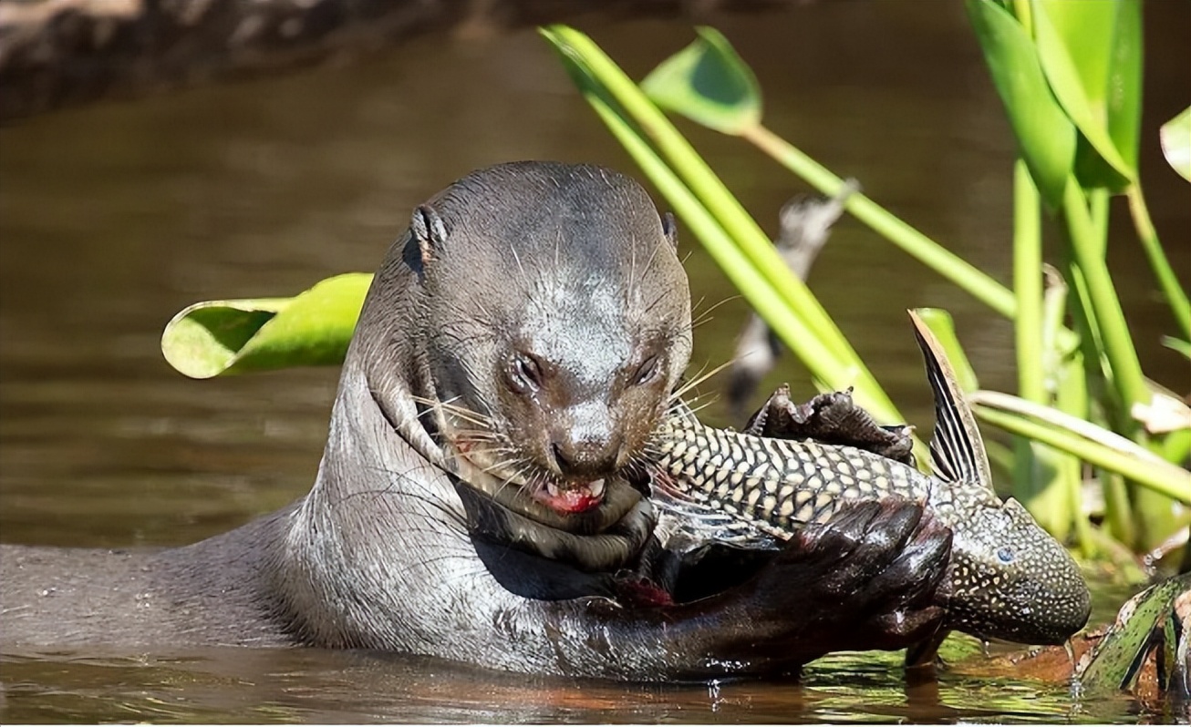 偷猎动物有多残忍,动物也会外遇