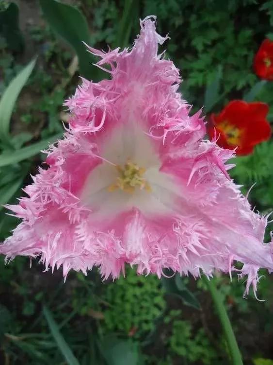 所有花的名称大全,认识各种花的寓意