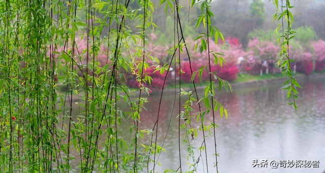 描写咏柳诗句中春天的美景,咏柳诗句中描写春天的美景