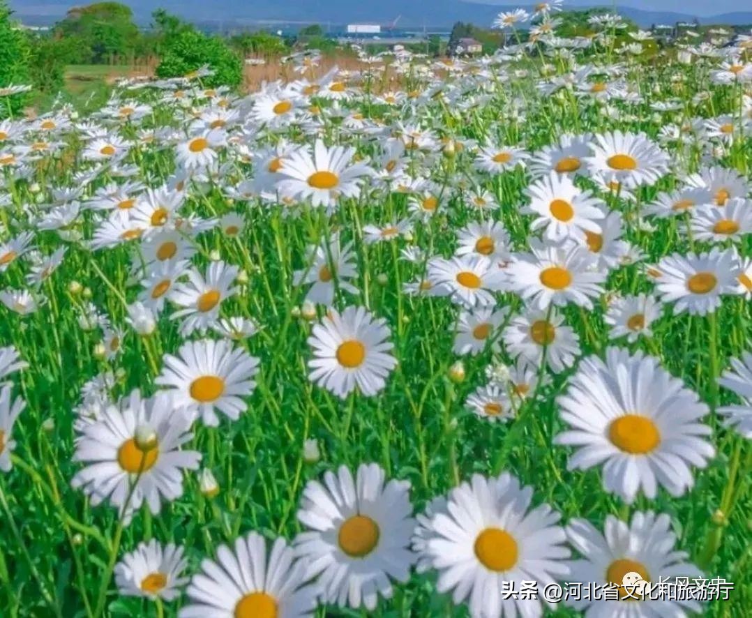 描写夏日的诗句杨万里,诗词经典杨万里