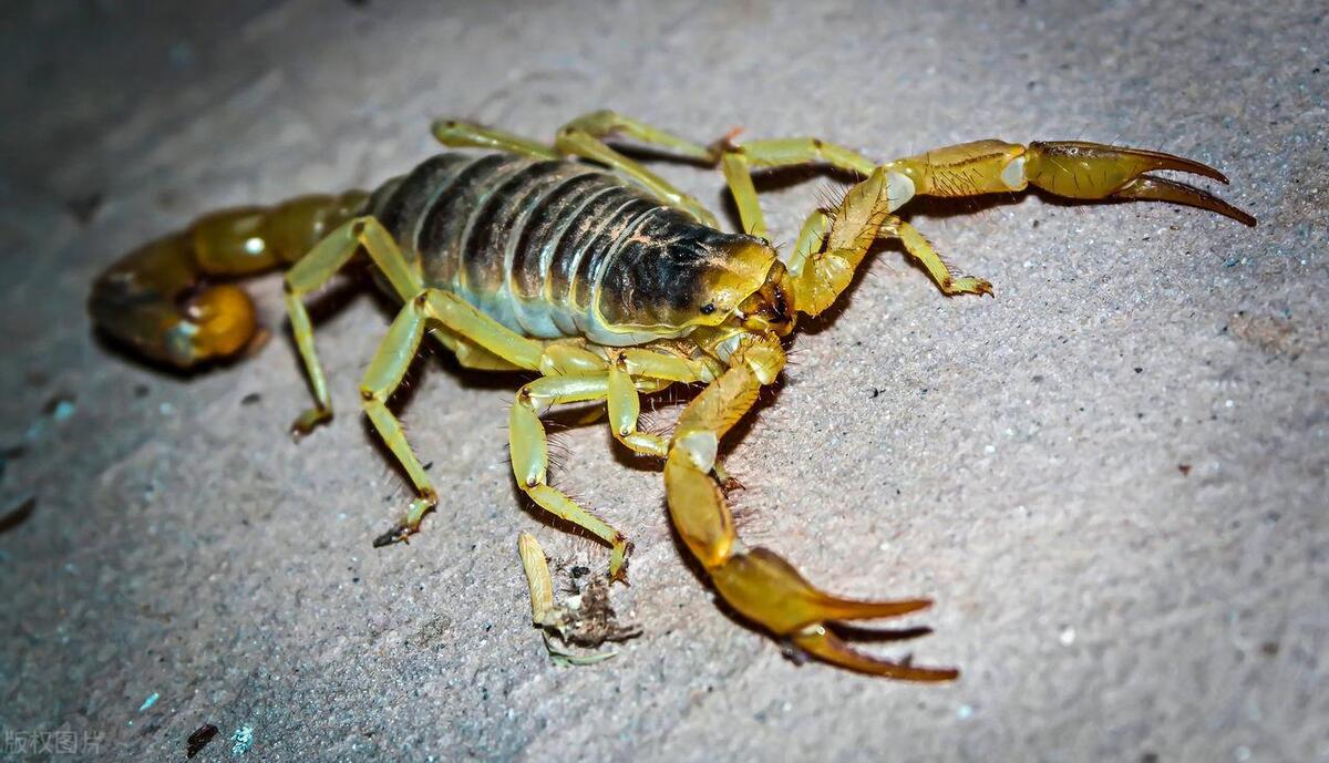 家里有蝎子怎么办如何防蝎子进屋,家中有蝎子什么办法赶走