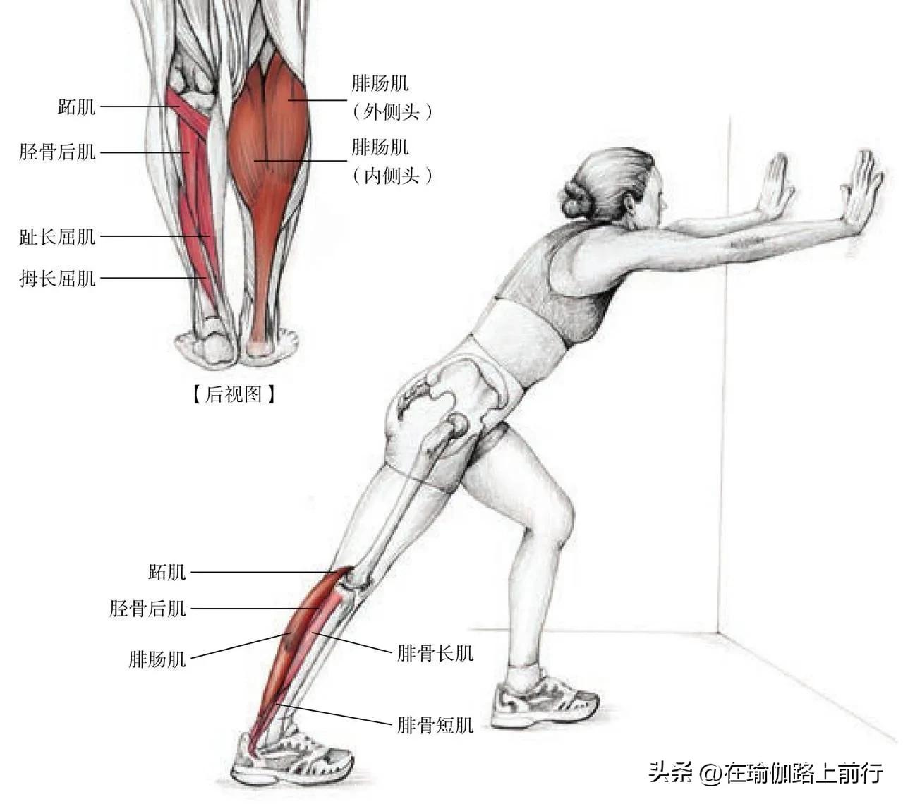 拉伸小腿肌肉神器,拉伸小腿肌肉
