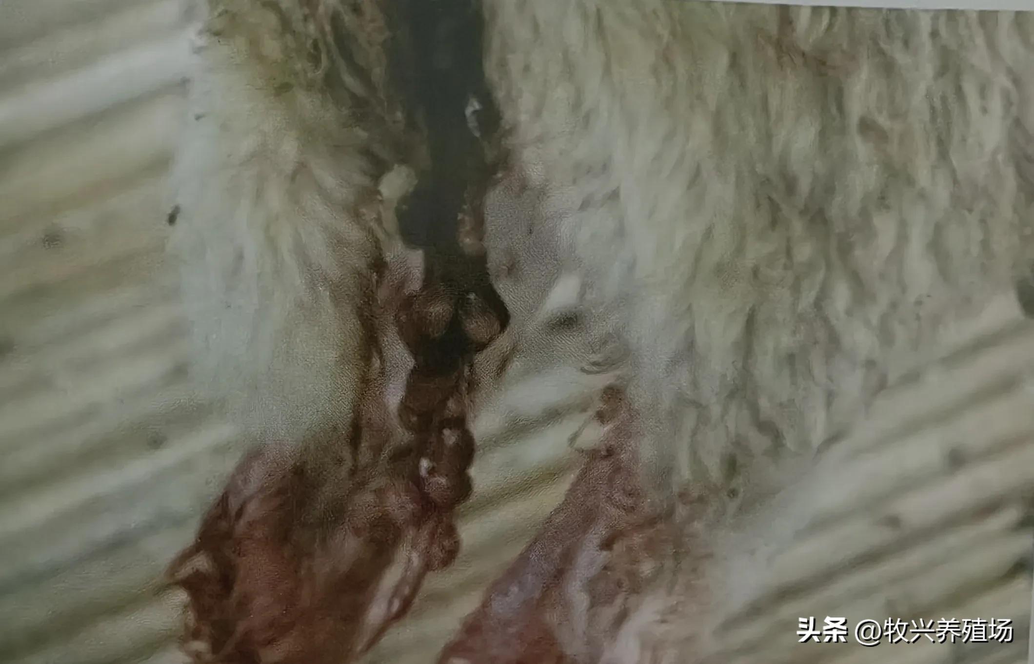 羊得这种传染病，孕羊不是流产就是死胎，养羊人十有八九会被传染