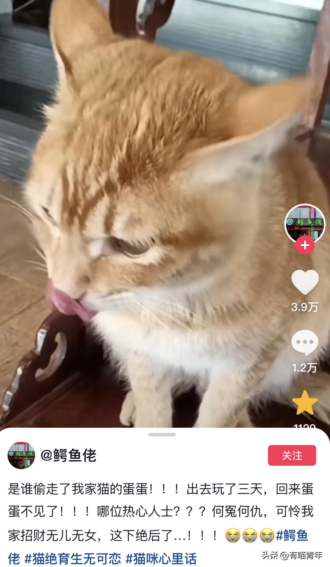 公猫出去一天一夜了都没回家,公猫出去三天没回来了