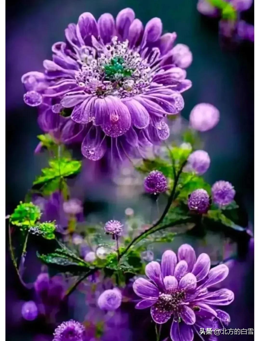 水晶花：如梦如幻