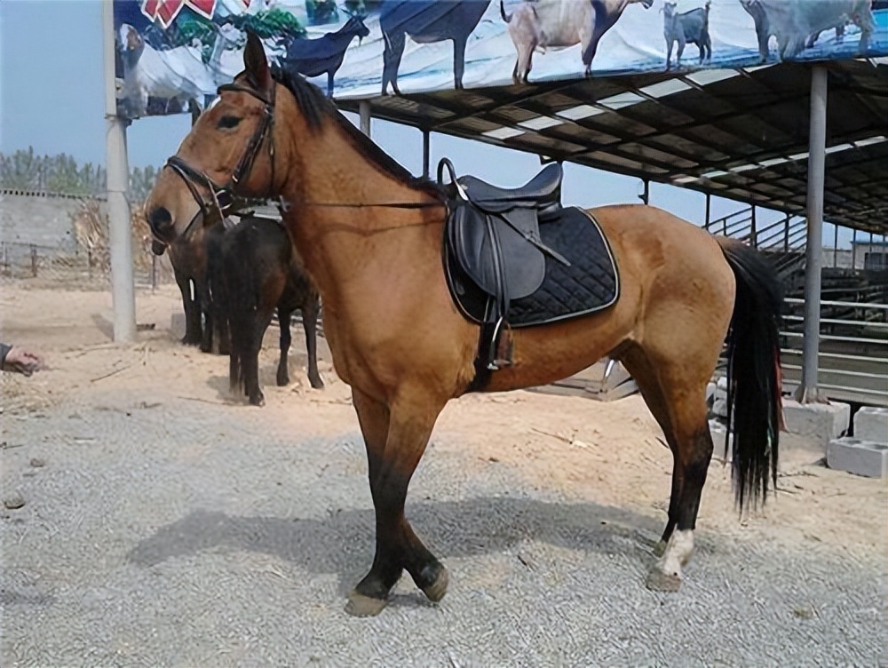 古代养一匹马需要多大的地,古代养马贵还是现在养车贵