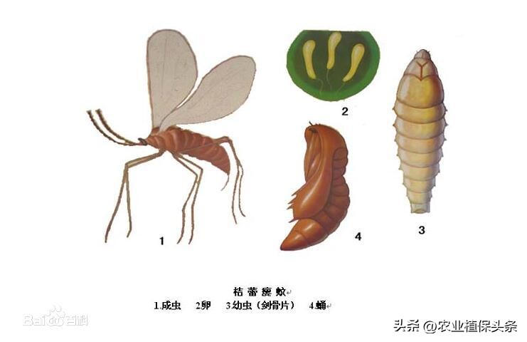 昆虫的习性与行为与害虫防治,害虫防治与昆虫分类