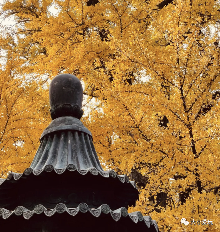 银杏最美的地方,这九个美丽的地方你想去看看吗