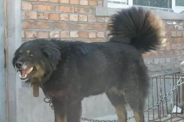 狗有哪些犬种,中国狗犬种排名