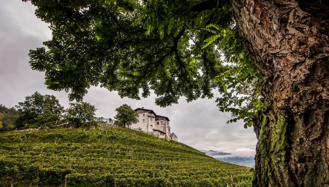 小众之美|AltoAdigeDOC上阿迪杰