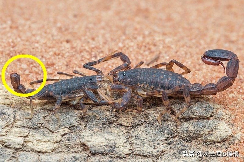 广州海关截获11箱588只蛇蛙蜥蜴,广州海关截获蟑螂200只