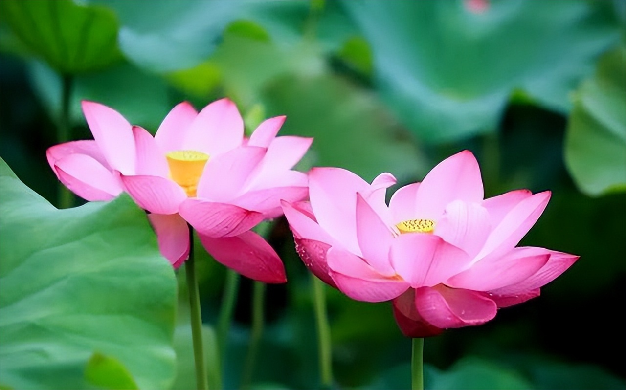 关于夏天赏荷花的诗句古诗,古诗词里的荷花唯美了整个夏天