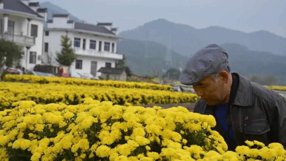 什么样的菊花泡水最好呢,菊花用哪种品种的泡水喝好