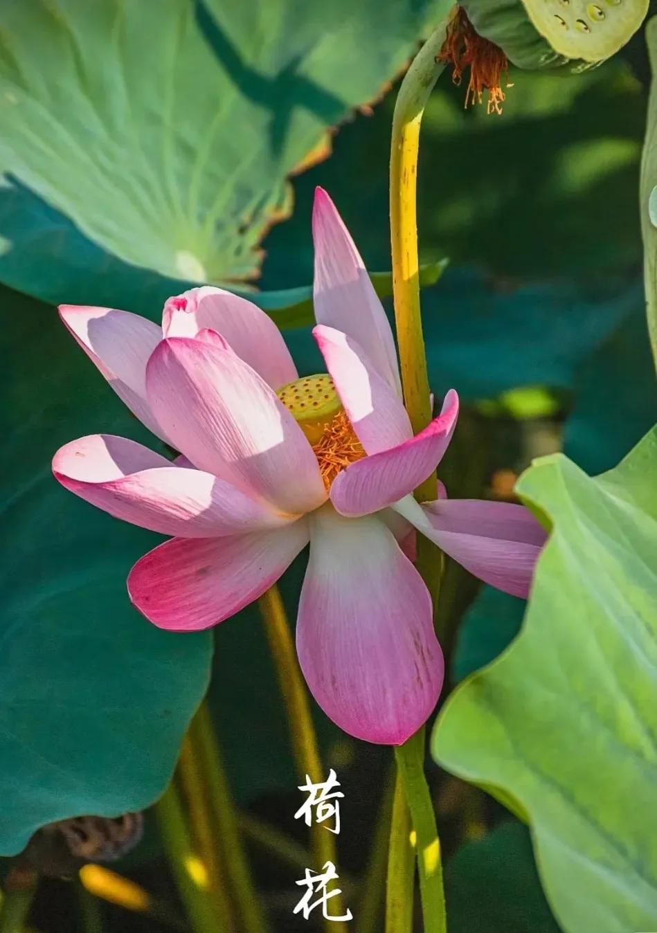 无穷莲叶，精彩纷呈