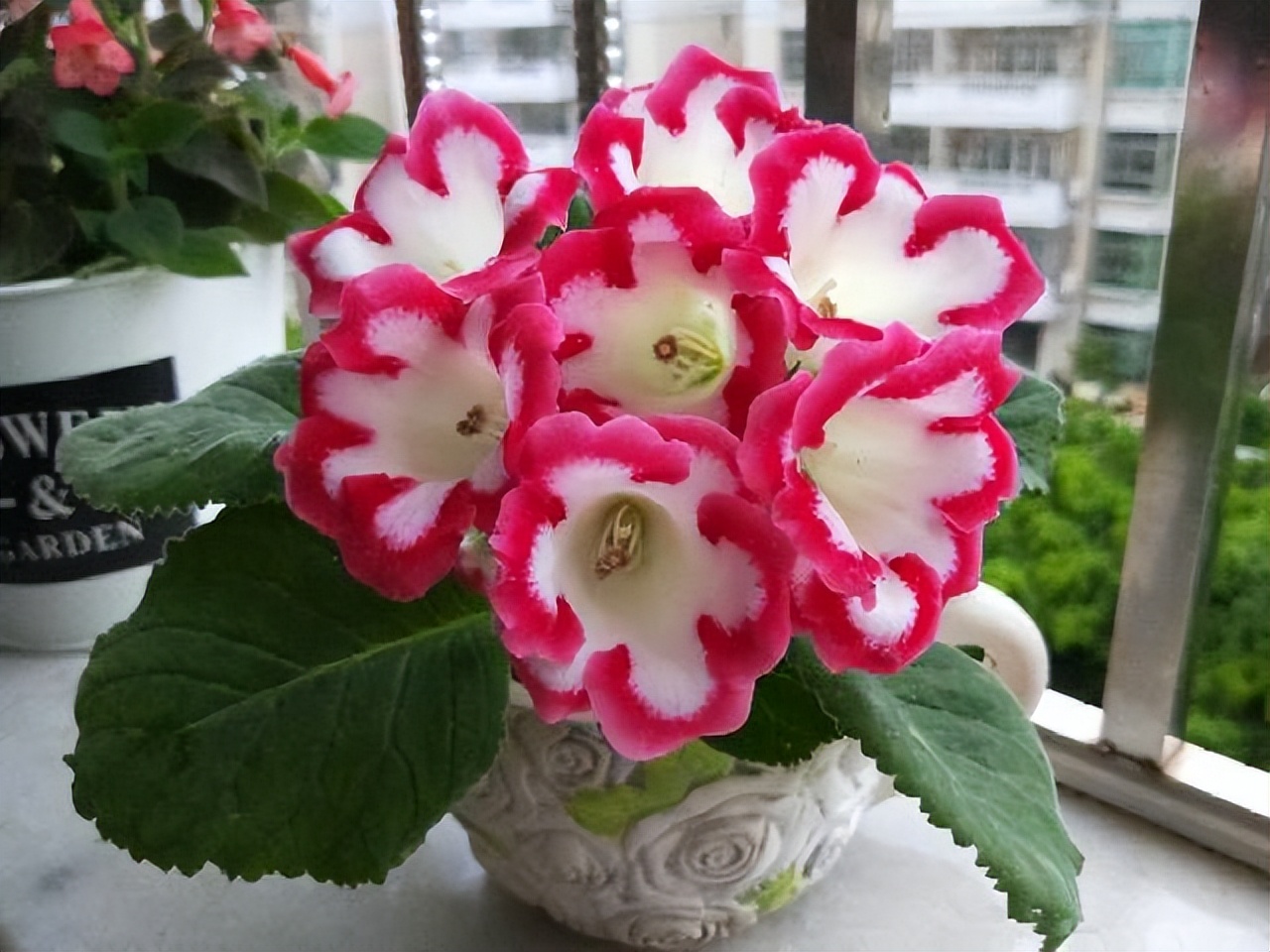 好养的喜阴花有哪些室内,最适宜室内养殖喜阴的花