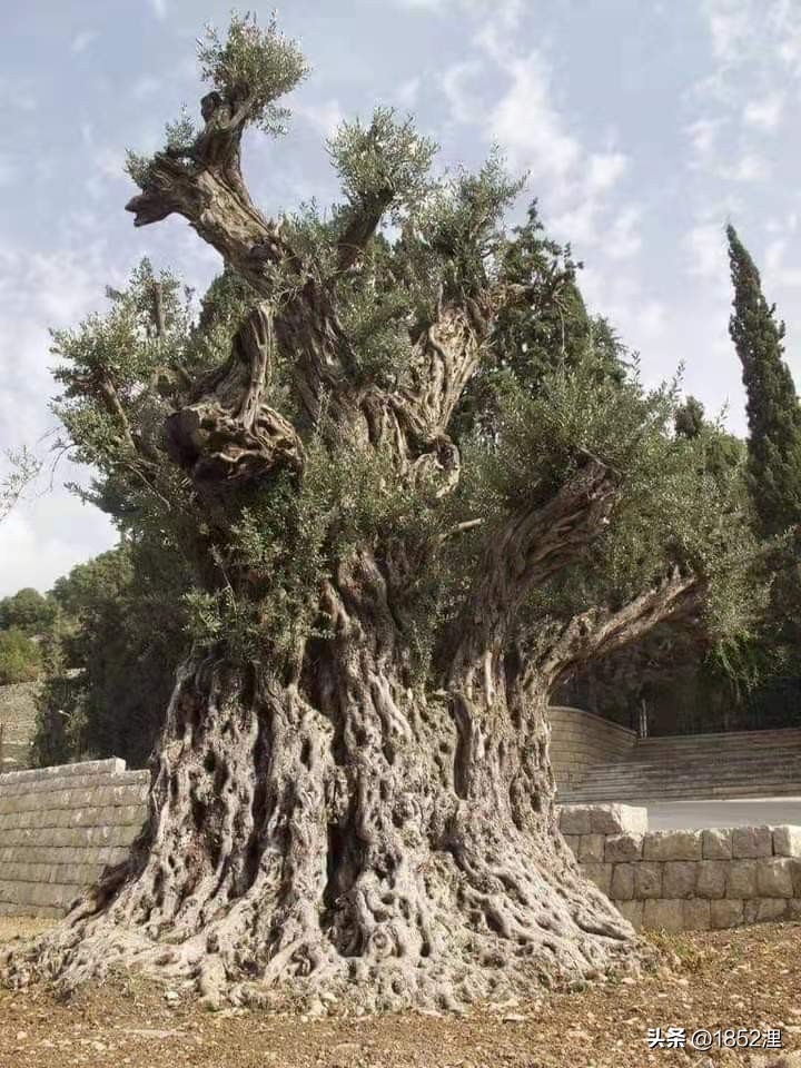 我看不惯船长在船上打篮球不干活故意找他吵架是想让他炒我鱿鱼