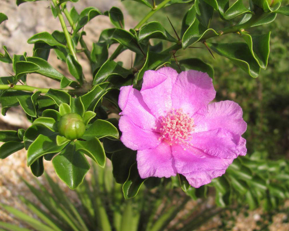最美最惊艳的仙人掌花,仙人掌奇花图片大全