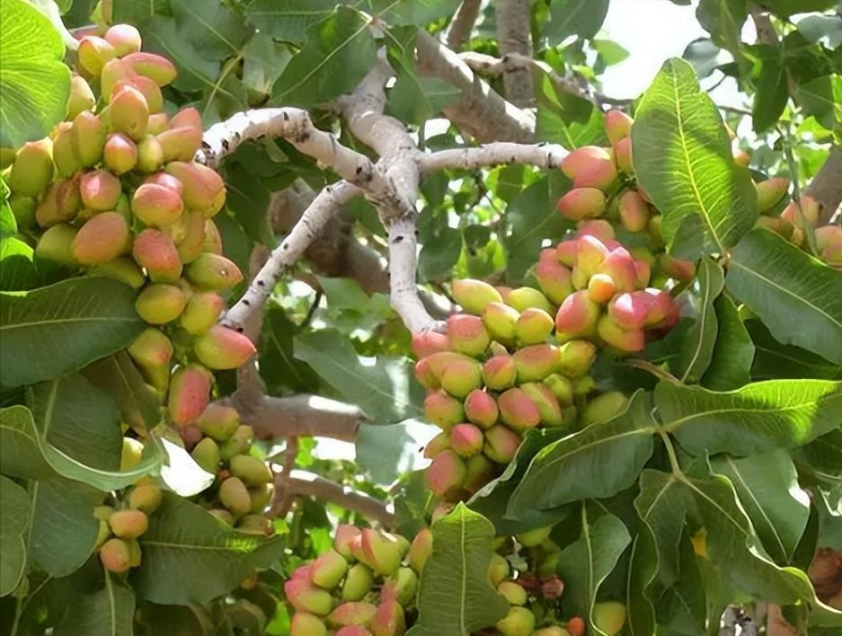 买开心果哪里最便宜,什么地方的开心果价格便宜