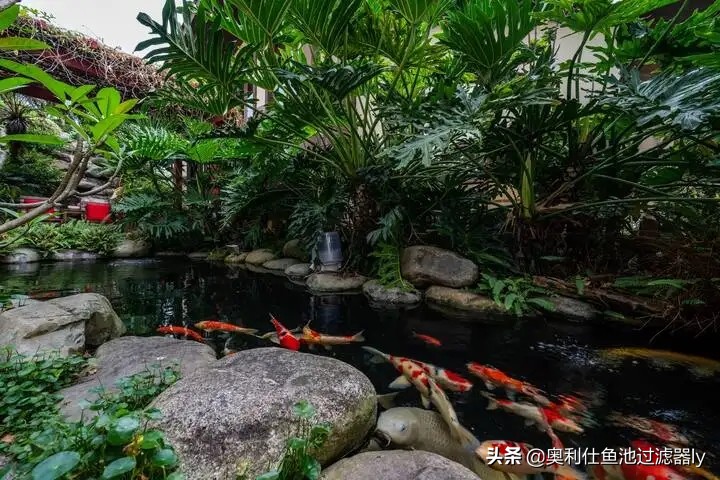 锦鲤鱼池水面有泡沫怎样解决,锦鲤鱼池水面起泡