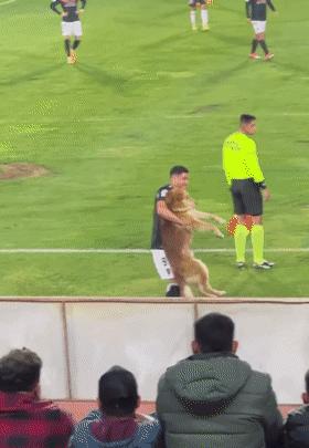 狗冲进足球场挡住一粒进球,小狗进足球场扑球