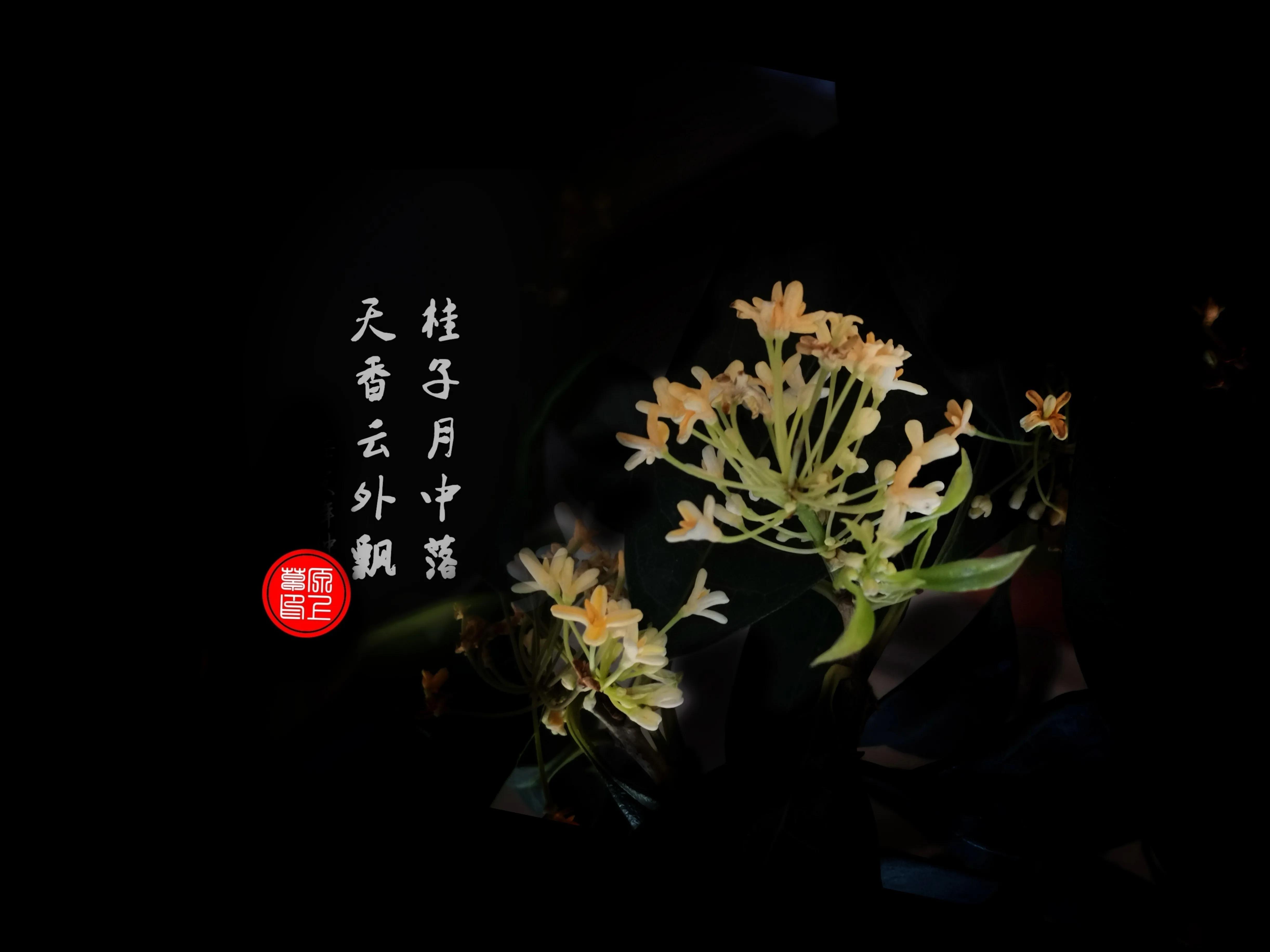 百花酿诗韵芬芳留人间（一）