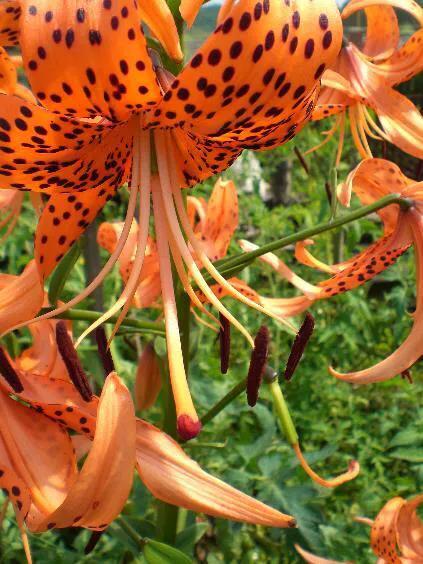 绽放的百合花,绽放的百合花32