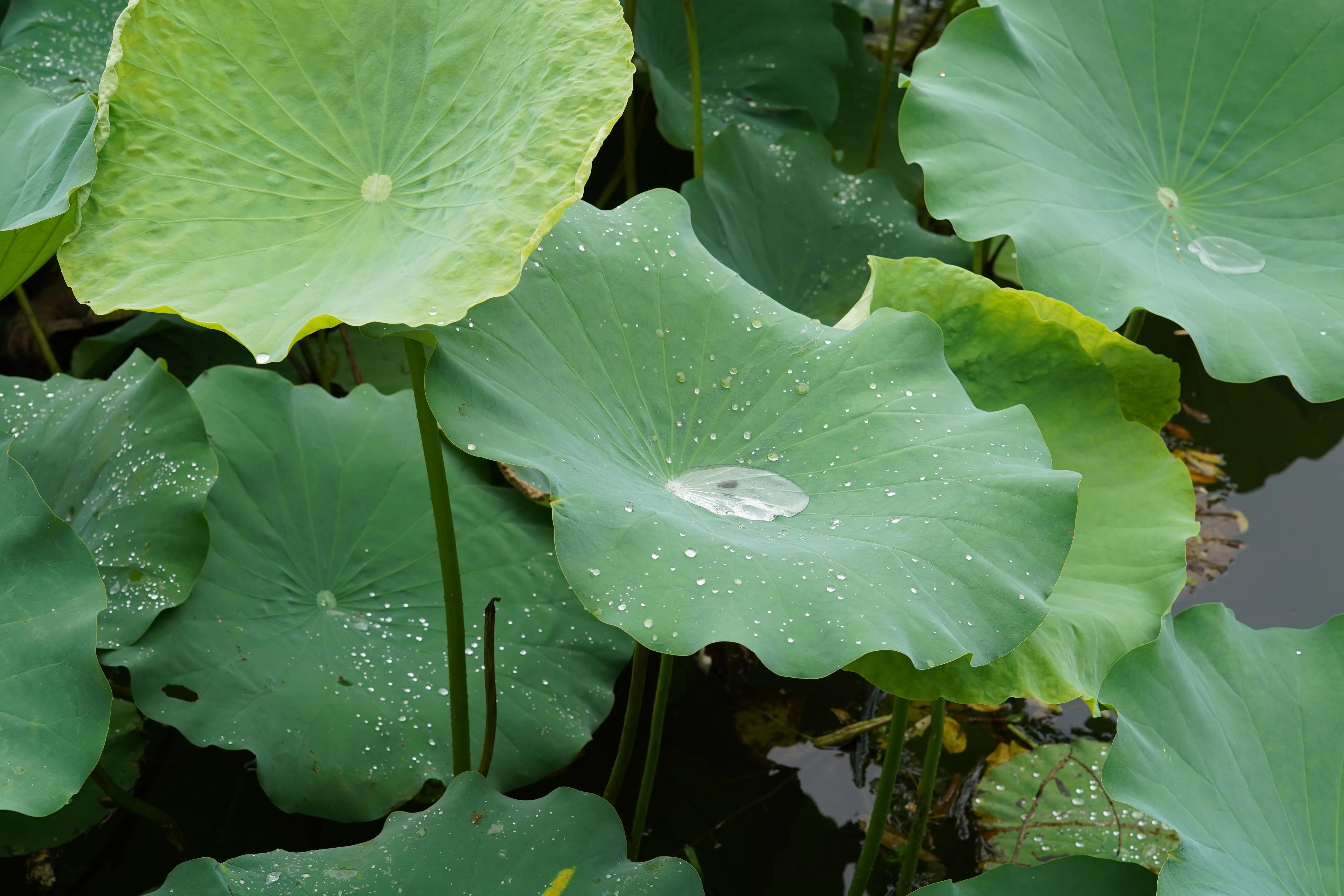 游黄山跟宏村的感受,游黄山的宏村要多长时间