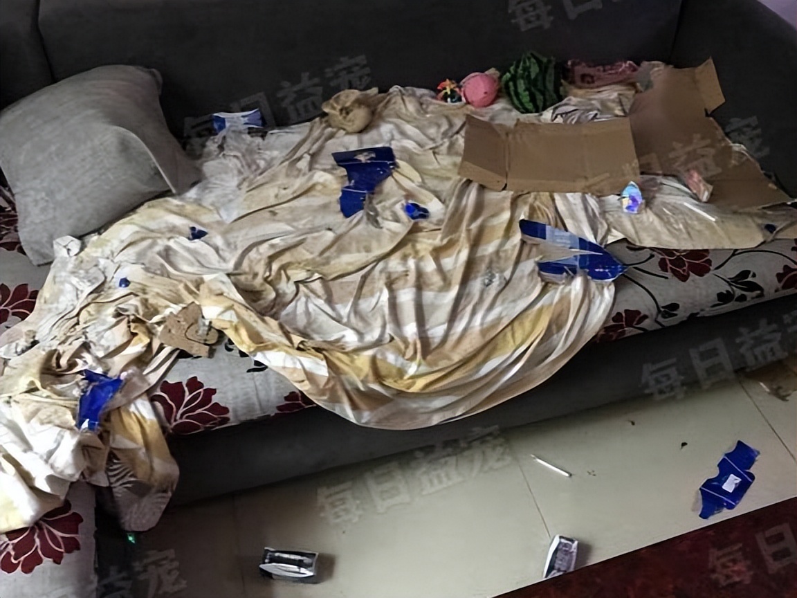 金毛调皮咬破酸奶，主人心软整盒赏给它，结果家里就变成这样了