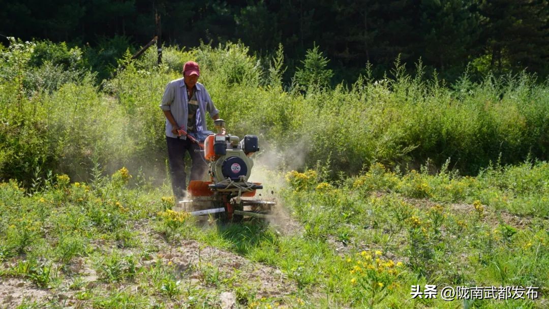 武都坪垭三抓三促,甘谷县三抓三促行动实施方案图