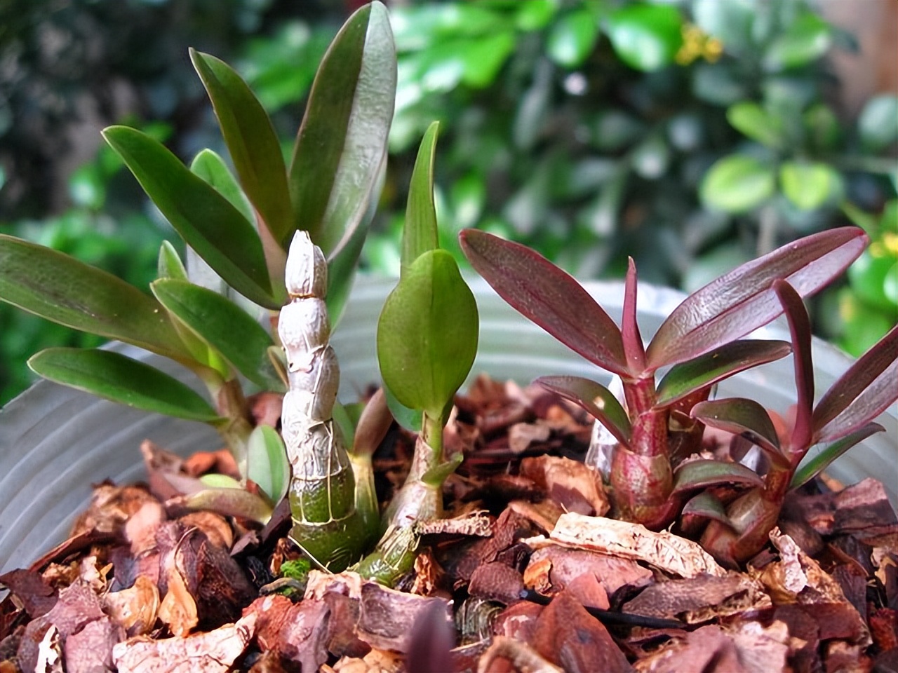 3类花,“白送”都别要,明白人都往外扔,可别再往家带了