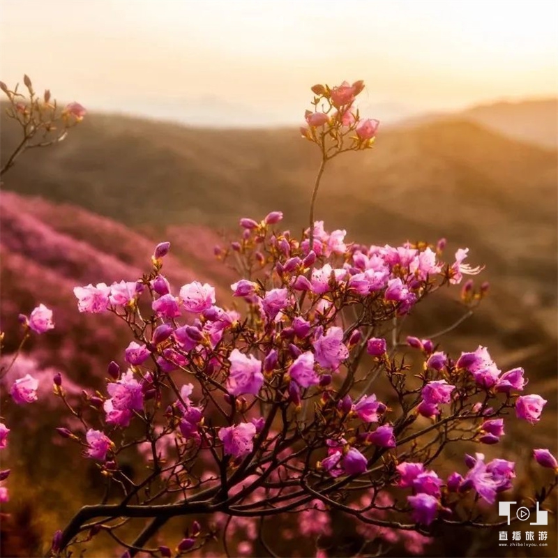 岫岩黄岭映山红景区图片,岫岩映山红演出视频
