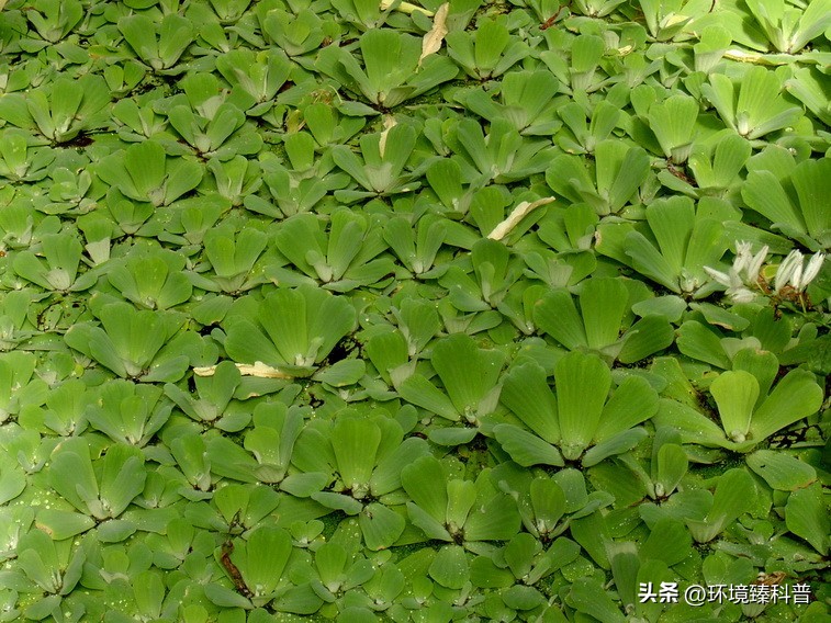 大薸怎么水培繁殖,大薸适合切头繁殖吗