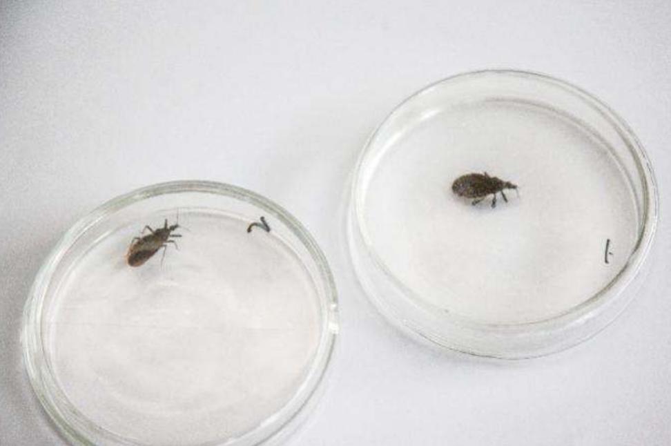 每年杀死人类最多的五种动物,每年杀人最多的六种动物