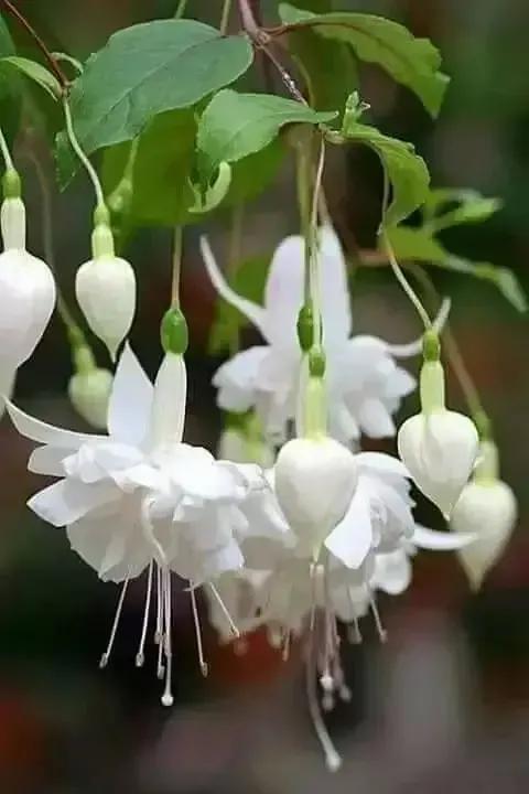 倒挂金钟花图片大赏,开单放鞭炮庆祝图片图文