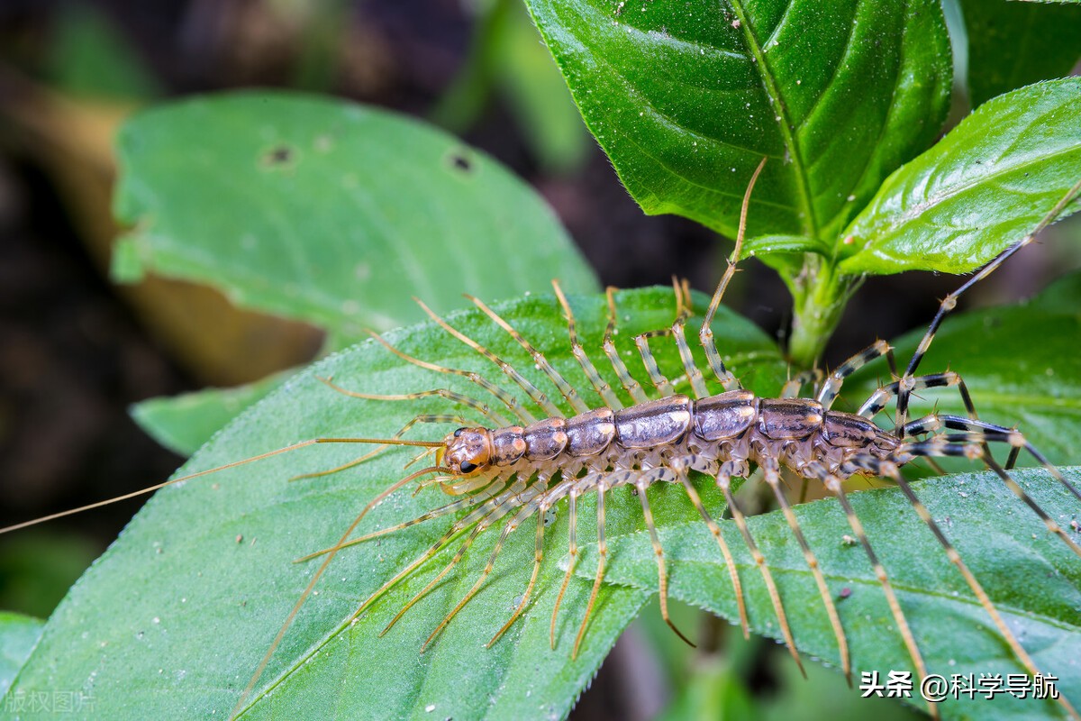 蚰蜒会钻到人的耳朵里吃脑子吗,蚰蜒会吃脑浆吗