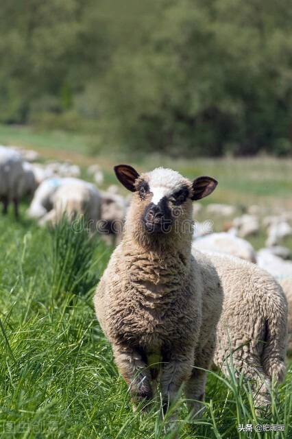 连环推销套路搞笑,专骗老人的套路视频