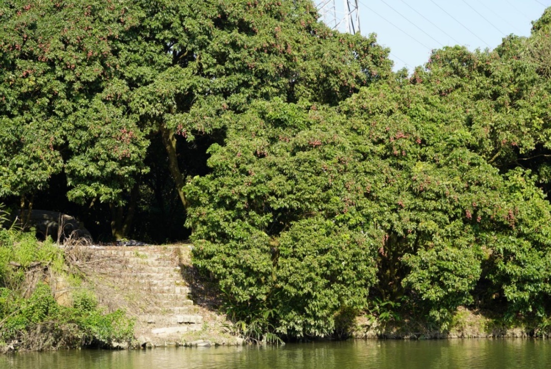 当古诗词遇到秋天有多美,当古诗词遇上莆田方言