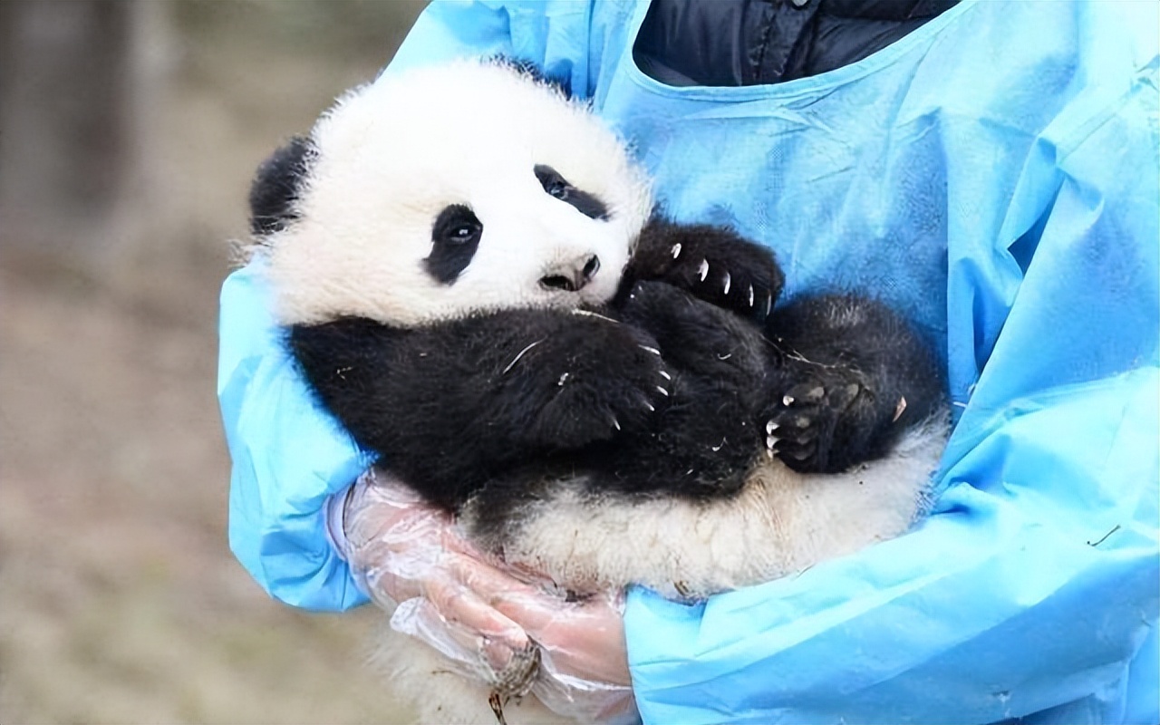 鍥藉疂澶х唺鐚柊娑堟伅,鍥藉疂澶х唺鐚殑閲嶈绋嬪害娣卞叆浜哄績