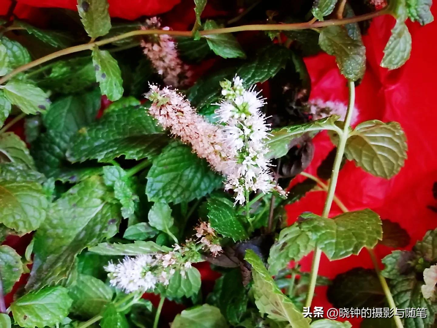 开花的薄荷可以扦插吗,种的薄荷长长了怎么处理