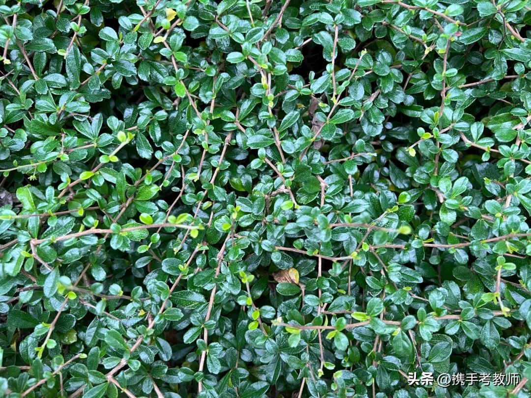 植物树的生长特点及习性,植物种植讲解