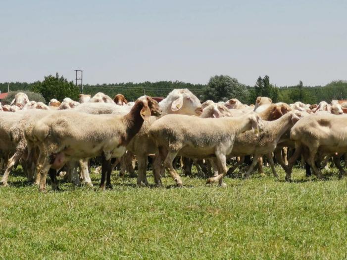 正规羊奶粉排名前10名,宜品旗下羊奶粉怎么选