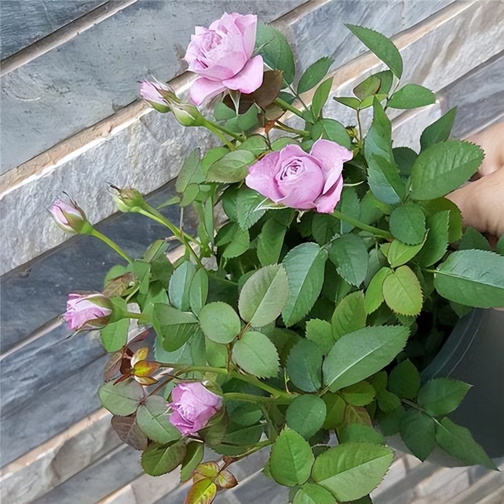 玫瑰花的养护方法用什么肥,玫瑰花的养护方法视频播放