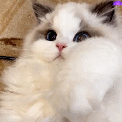 猫咪绝育有什么坏处和好处吗,拉布拉多公犬做绝育的好处和坏处