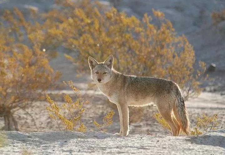 大黑熊对战狼群,大白熊和狼群